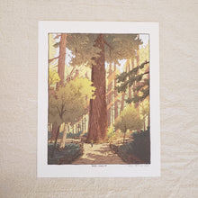 Load image into Gallery viewer, Santa Cruz Redwoods Print by Michael Bencze
